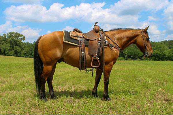 athletic-quarter-horse