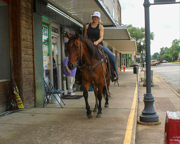 beginner-quarter-horse