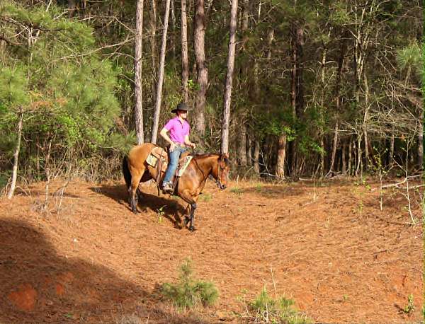 flashy-quarter-horse