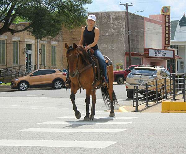 performance-quarter-horse