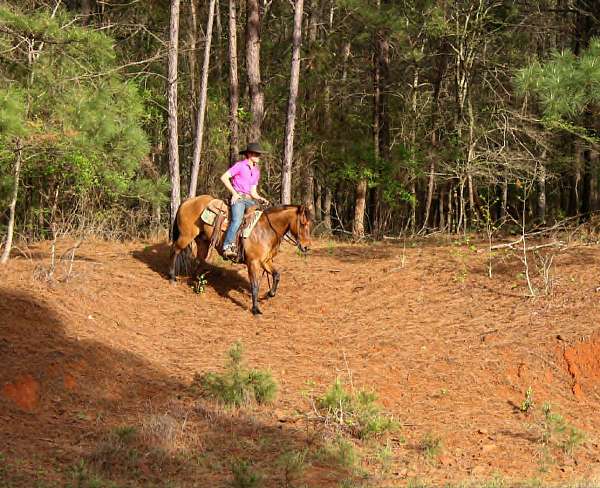 ridden-western-quarter-horse