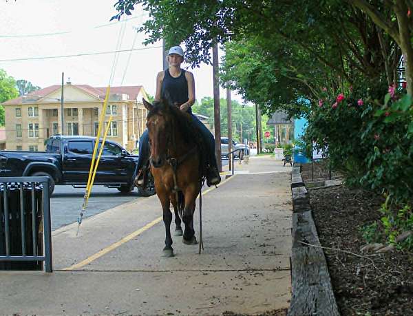 trail-quarter-horse