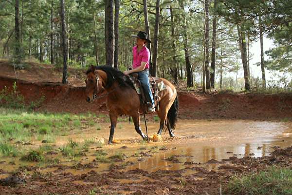 working-cattle-quarter-horse
