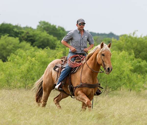 calf-roping-quarter-pony