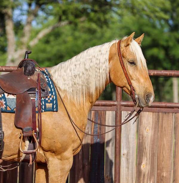 performance-quarter-pony