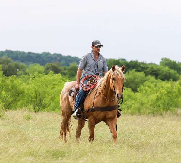 ranch-versatility-quarter-pony