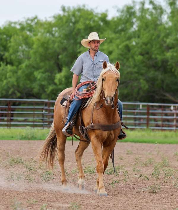 ranch-work-quarter-pony