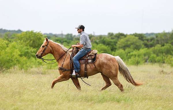 trail-quarter-pony