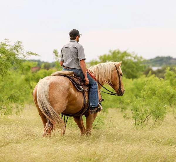 western-riding-quarter-pony