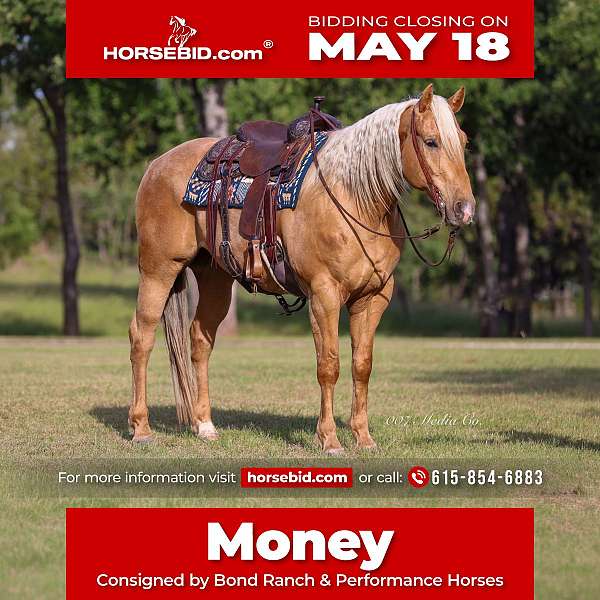 all-around-quarter-pony