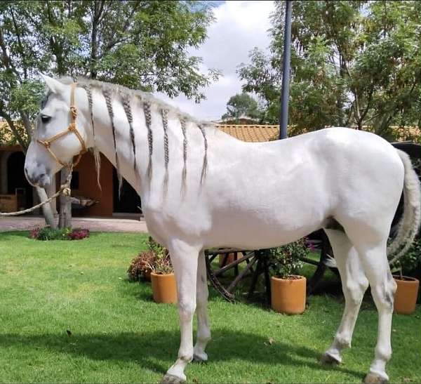 all-around-andalusian-horse