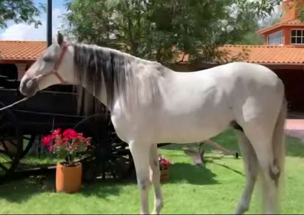 athletic-andalusian-horse