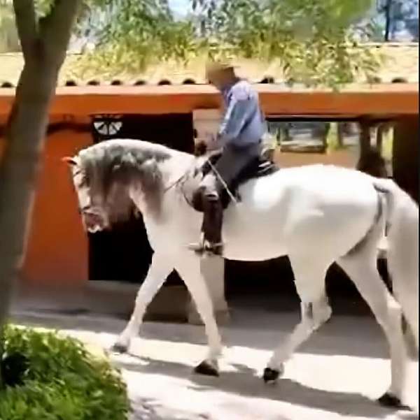 dressage-andalusian-horse