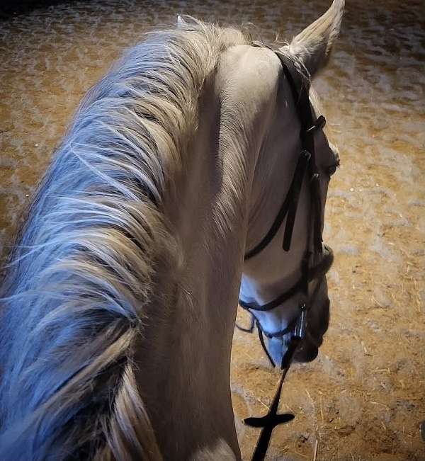 endurance-andalusian-horse