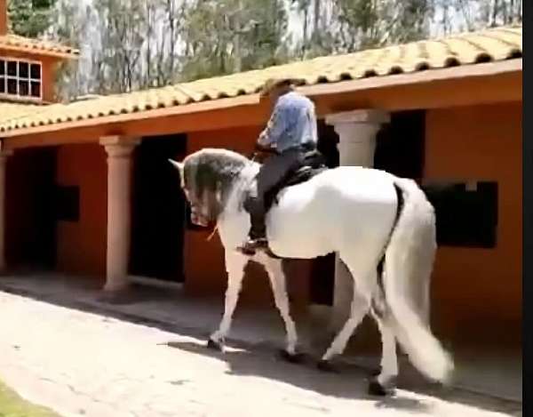 english-pleasure-andalusian-horse