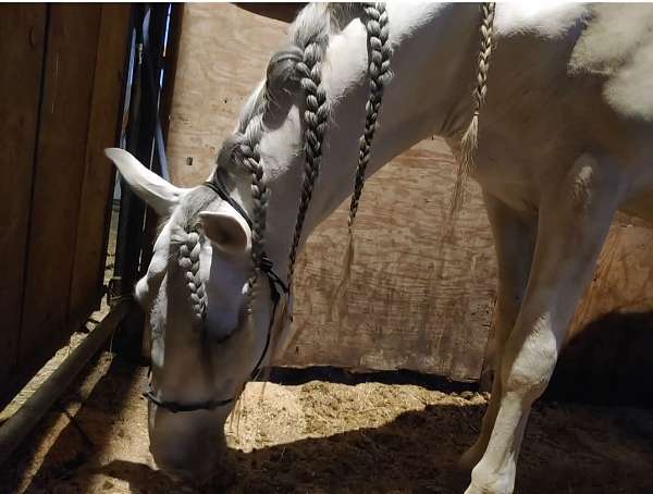 eventing-andalusian-horse