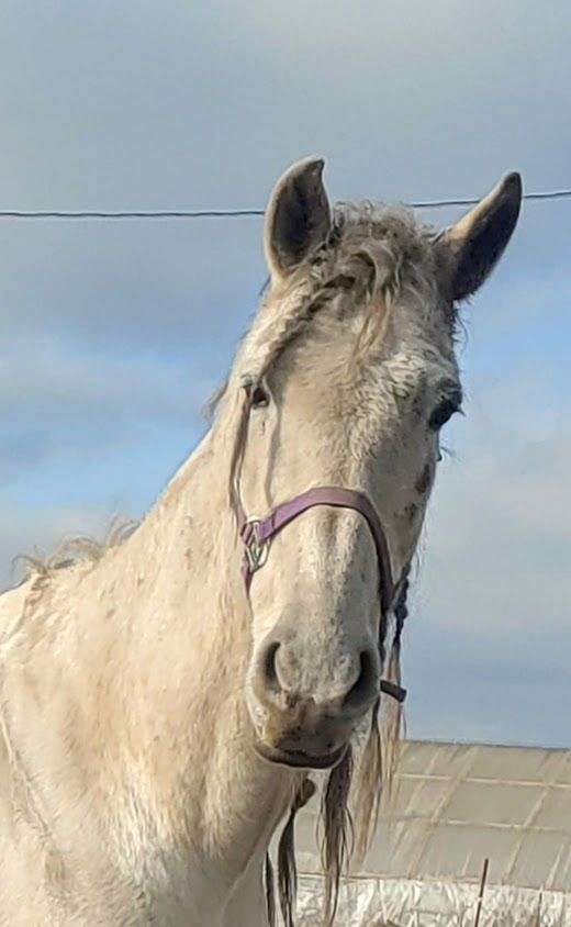 experienced-andalusian-horse