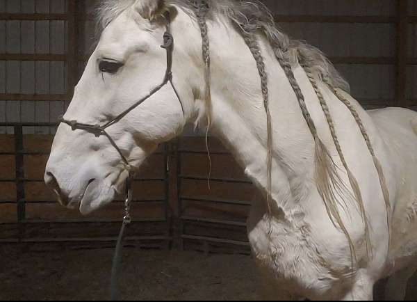 flashy-andalusian-horse
