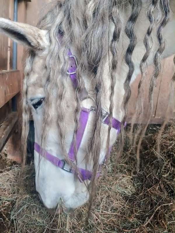 gaited-andalusian-horse
