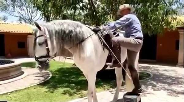 jumper-andalusian-horse