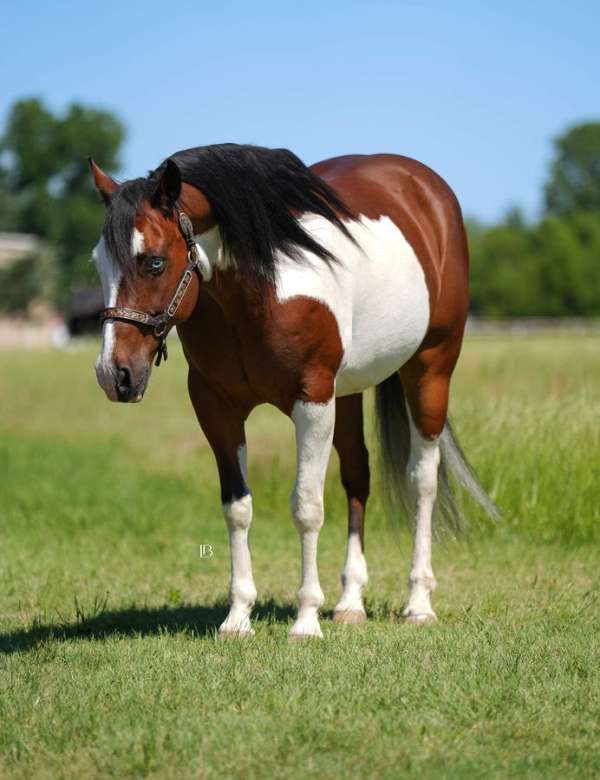 athletic-paint-horse