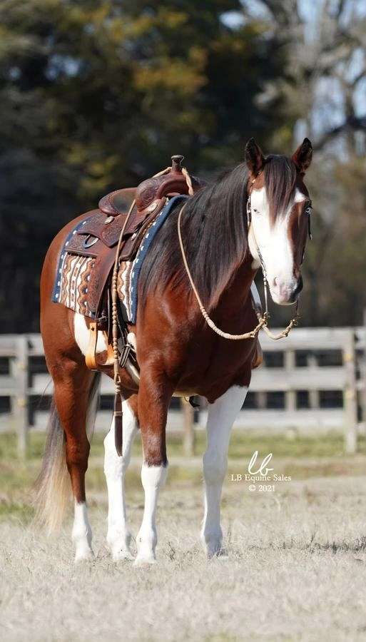ranch-paint-horse