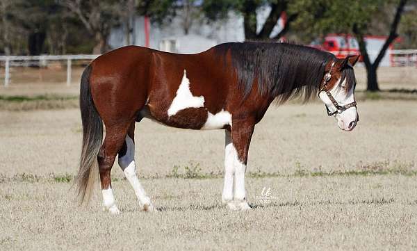 ranch-versatility-paint-horse