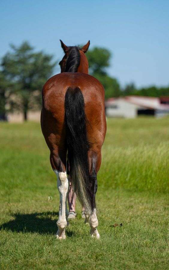 ranch-work-paint-horse
