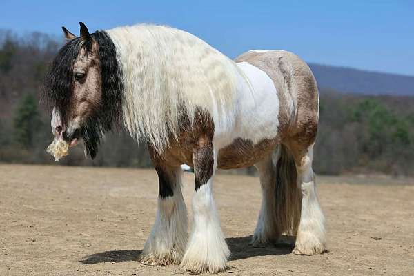 beginner-gypsy-vanner-horse