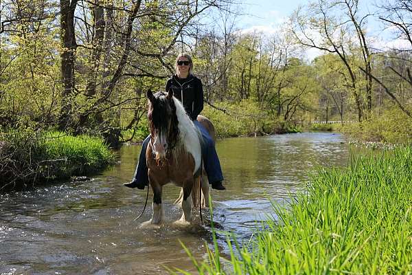 athletic-gypsy-vanner-horse