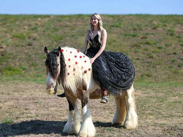 driving-gypsy-vanner-horse