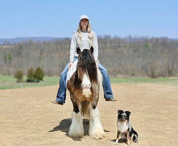 flashy-gypsy-vanner-horse