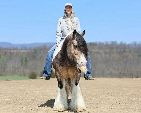 kid-safe-gypsy-vanner-horse