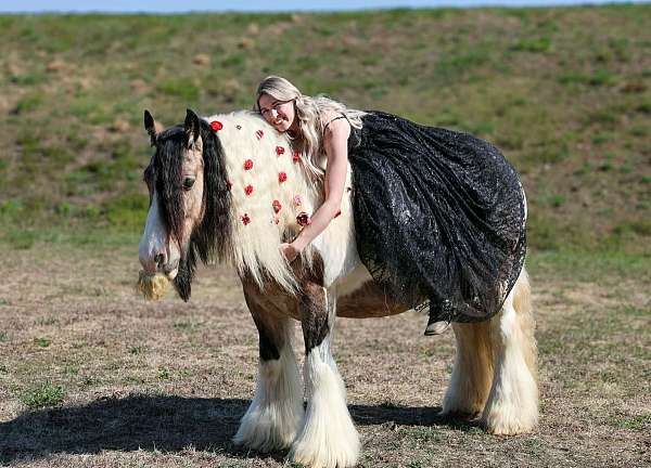 parade-gypsy-vanner-horse