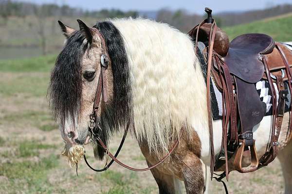 show-gypsy-vanner-horse