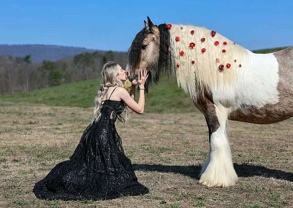 trail-gypsy-vanner-horse