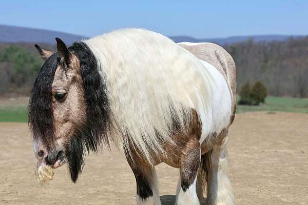 youth-gypsy-vanner-horse