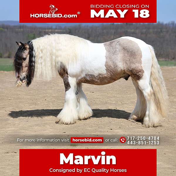 all-around-gypsy-vanner-horse