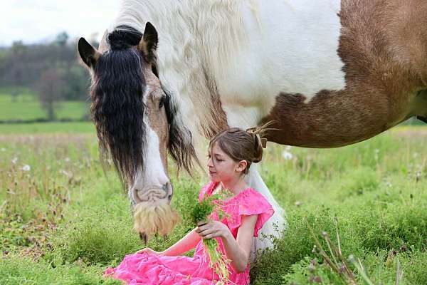 pinto-gypsy-vanner-gelding