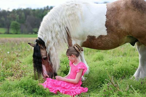 pinto-all-around-horse