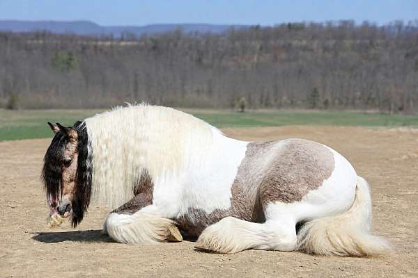pinto-beginner-horse