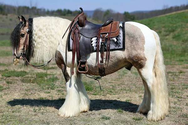 pinto-athletic-horse