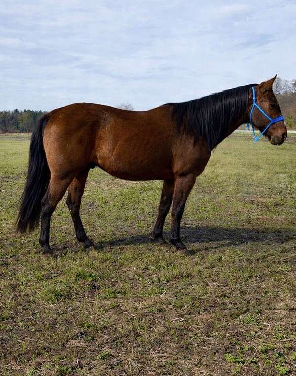 keystone-quarter-horse