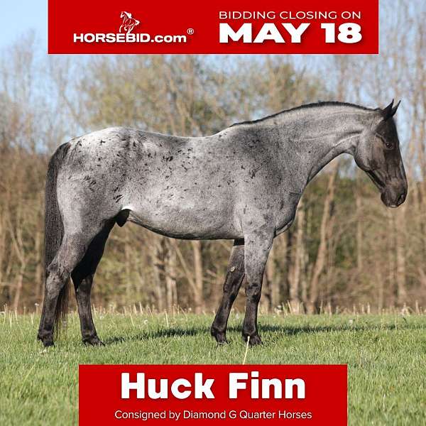 all-around-quarter-horse