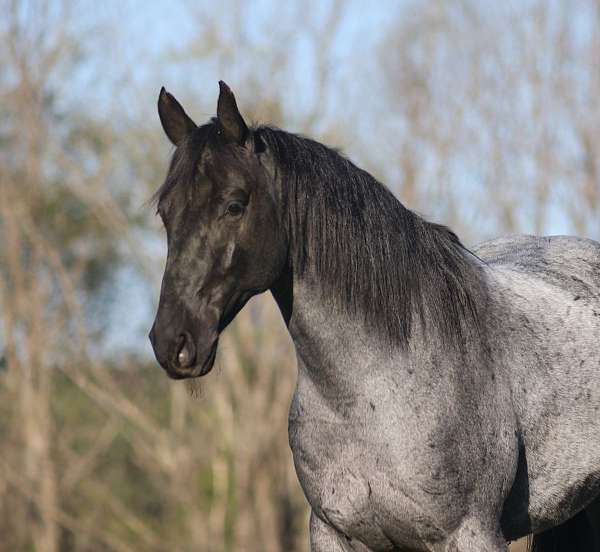 athletic-quarter-horse