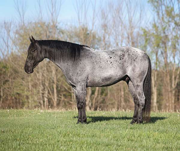 flashy-quarter-horse
