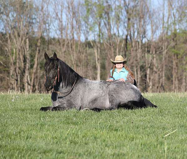 kid-safe-quarter-horse