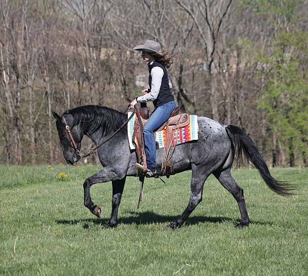 ranch-quarter-horse