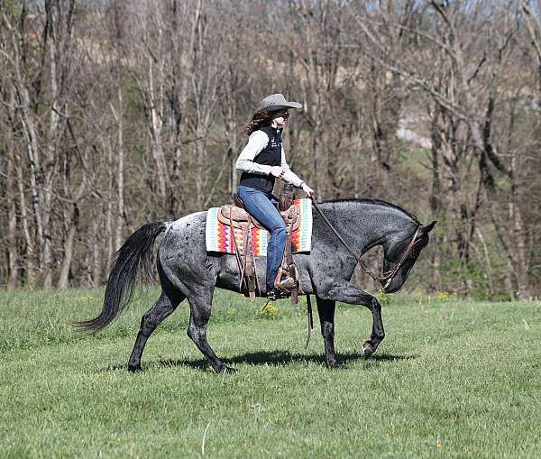 ranch-work-quarter-horse