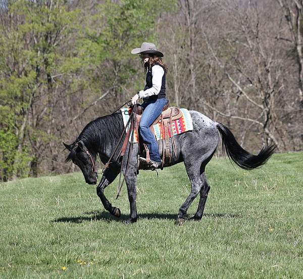 show-quarter-horse